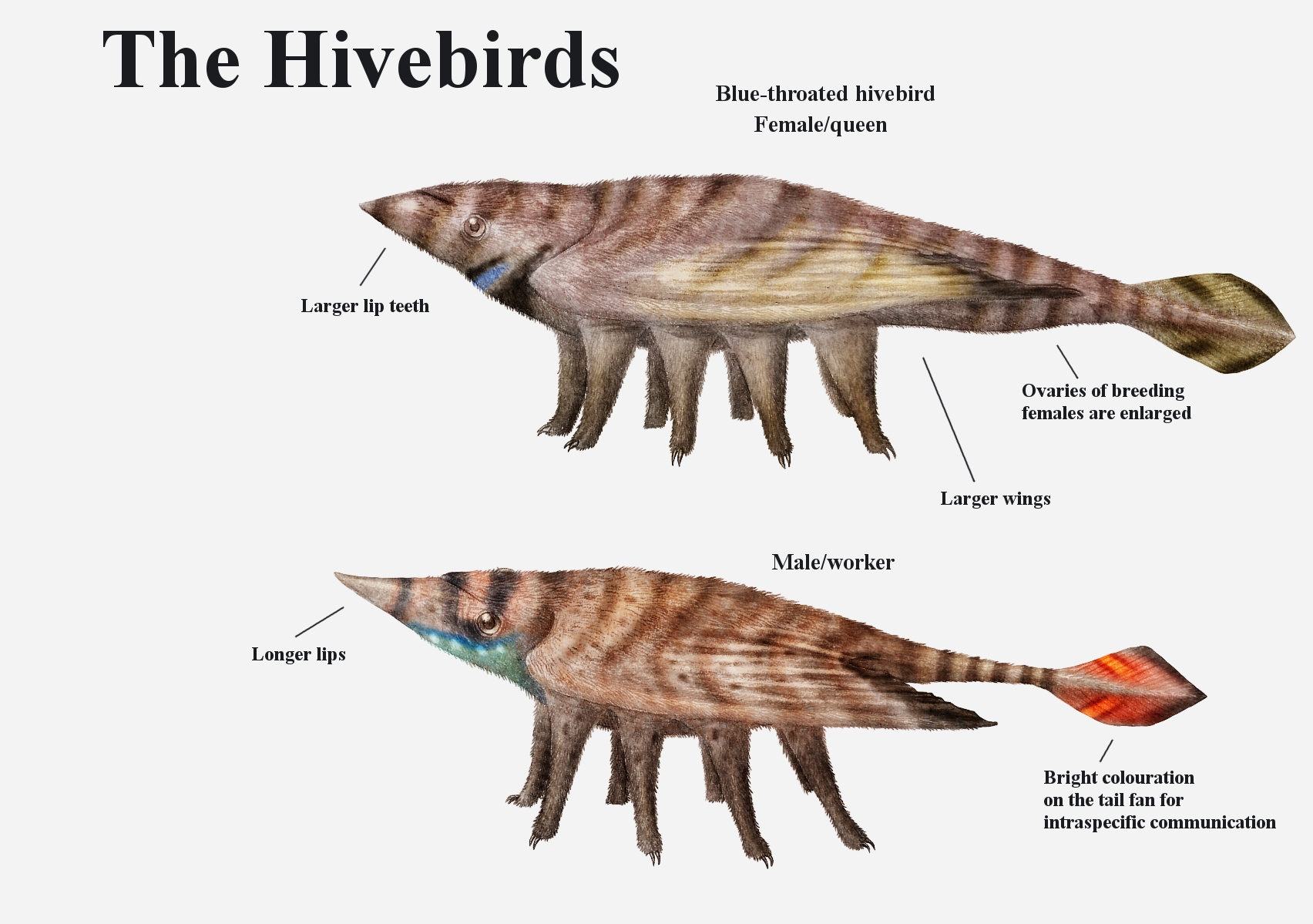 REP: The Hivebirds