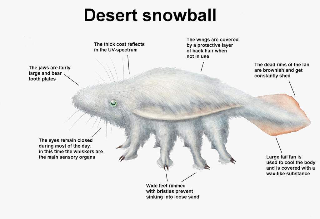 REP: Desert Snowball