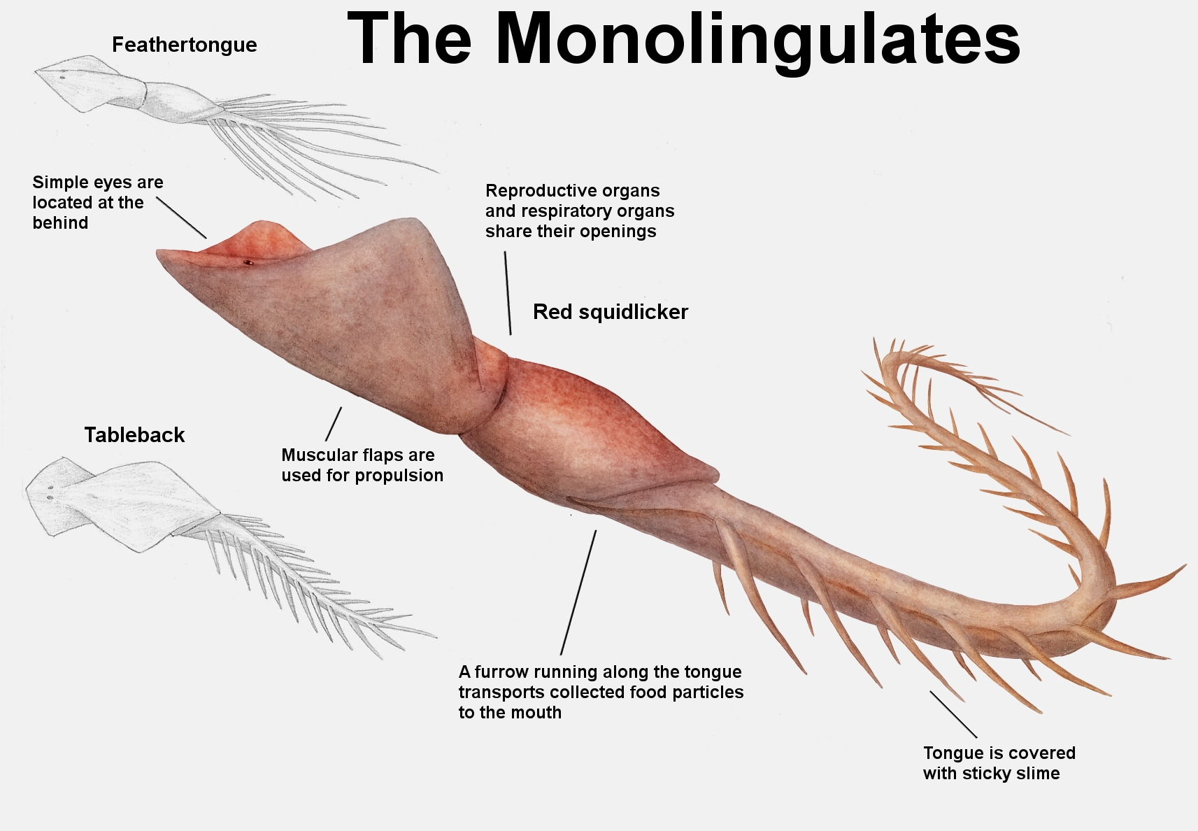 REP: The Monolingulates