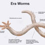 REP: Era worm