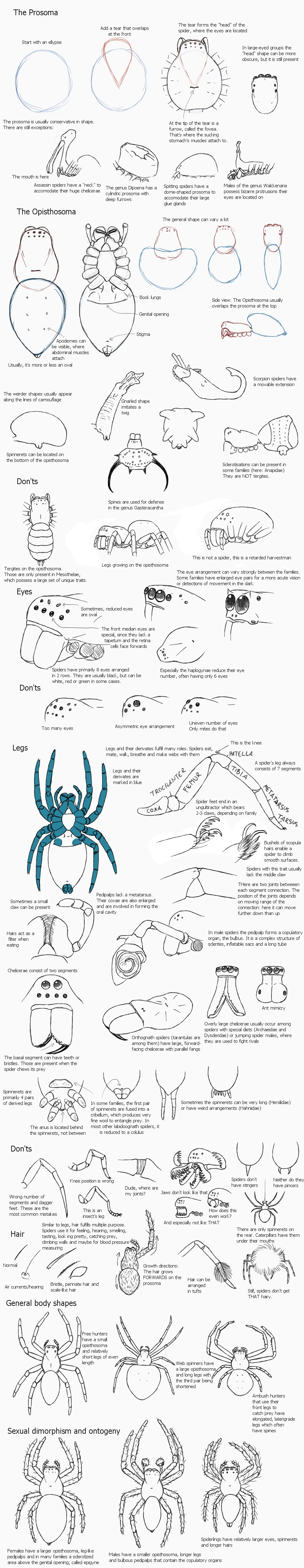 A guide to spiders