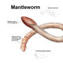 REP: Mantleworm