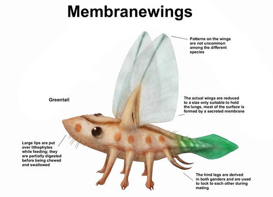 REP: The Membranewings