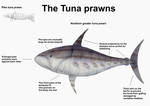 REP: The Tuna prawns