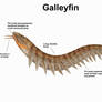 REP: The Galleyfin