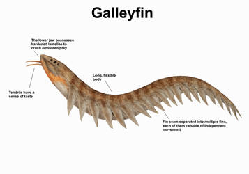 REP: The Galleyfin