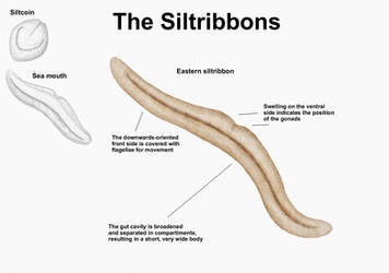 REP: The Siltribbons