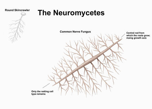 REP: The Neuromycetes
