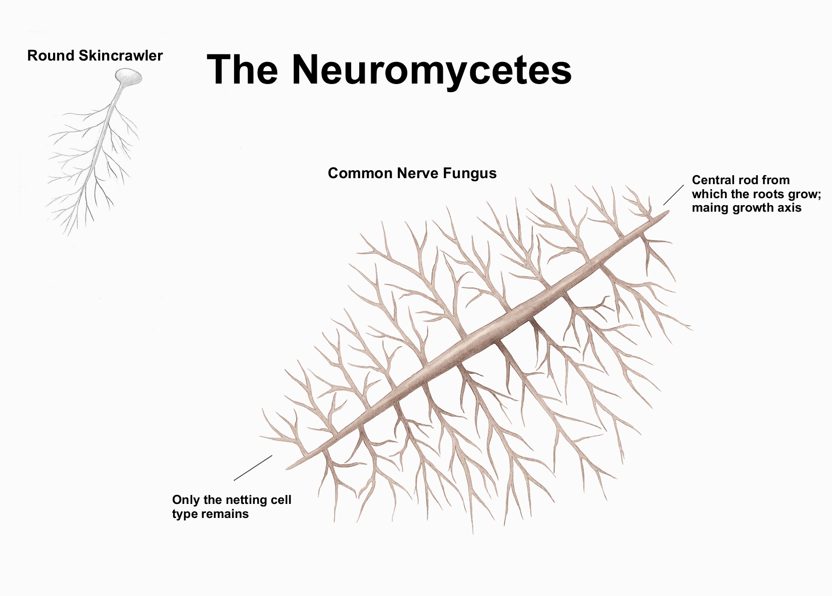 REP: The Neuromycetes