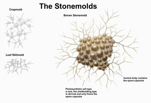 REP: The Stonemolds