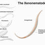 REP: The Xenonematodes