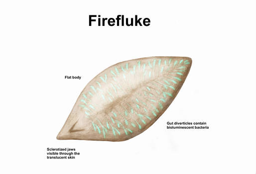 REP: Firefluke