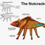 REP: The Nutcrackers