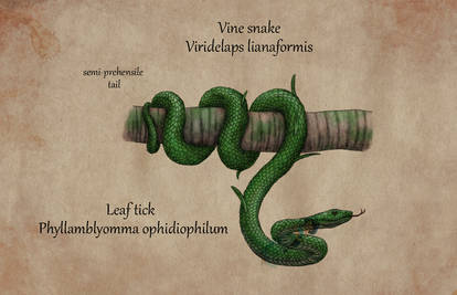 Speculative Skull Island Bullshit: Vine snake