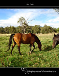 Bay Feral 10