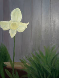 Sweet daffodil