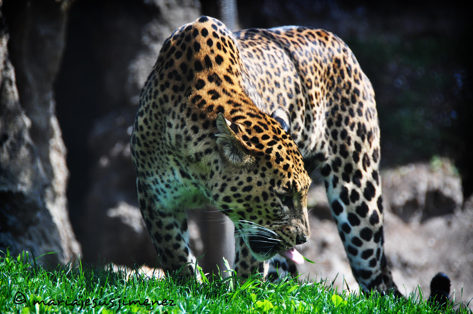 Leopardo