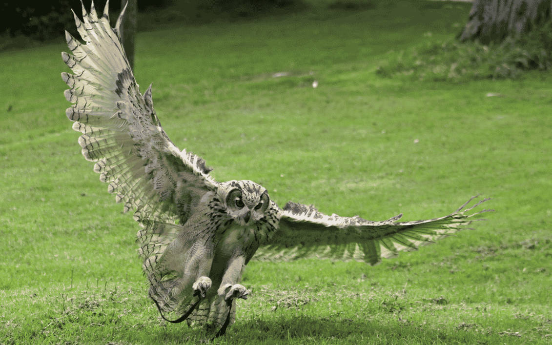 Owl by skateboarder11