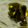 Baby duck