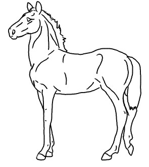 free to use foal 1