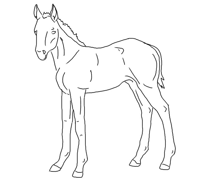 foal line art 2