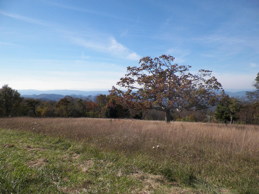 Field and Tree Stock