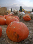 big pumpkin by PhoeebStock