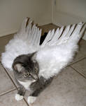 heavenly kitty by PhoeebStock