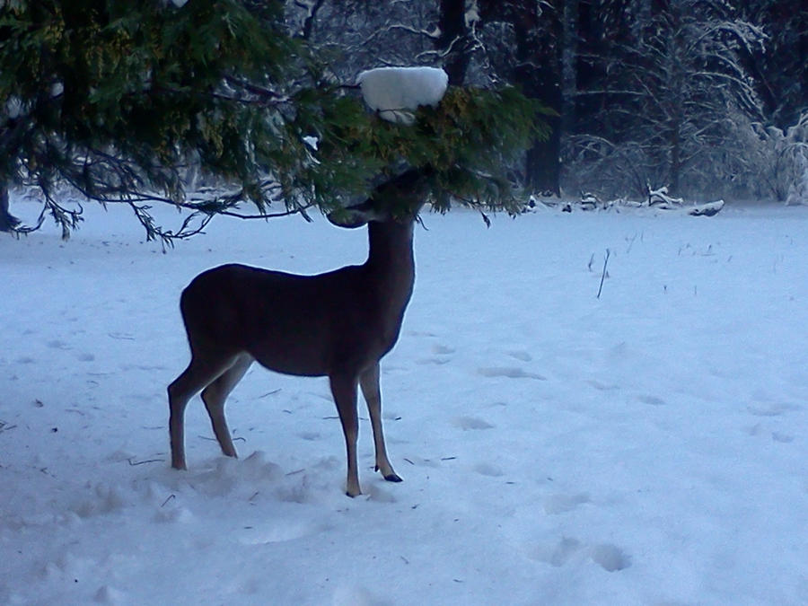 Deer Eating