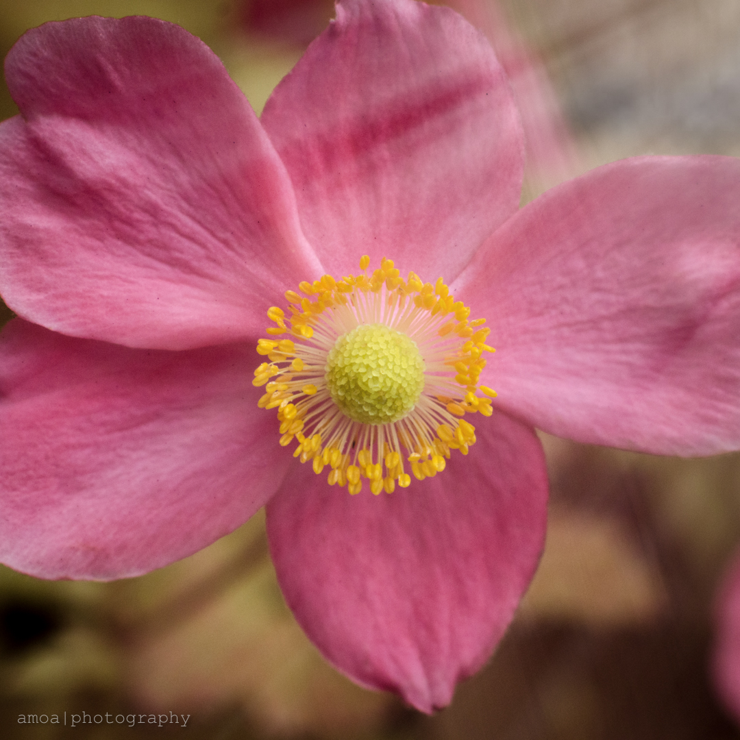 Flower - False Color