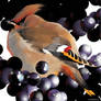 WAXWING