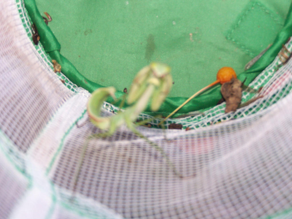 Angry Mantis Insect angry mantis pic 1 by Manga-Dreamz1117 on DeviantArt