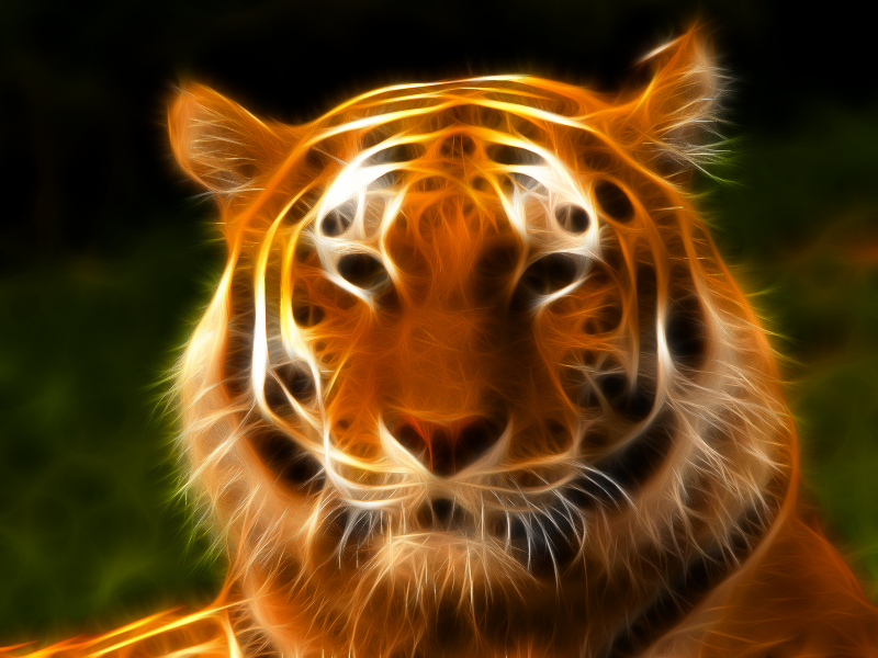 Tiger fractal