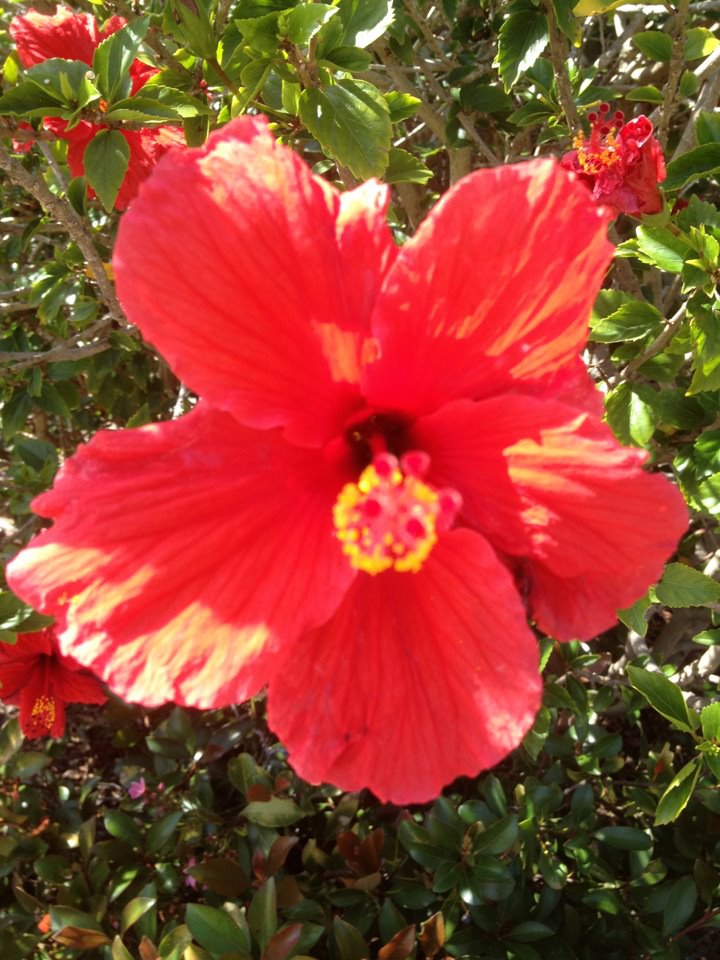 Yet another hibiscus