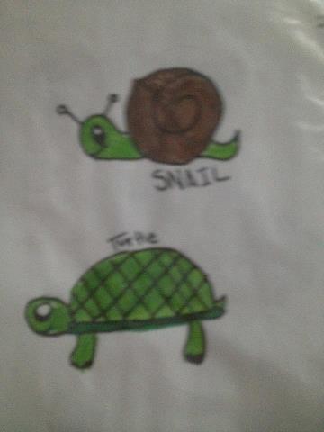 Turtle and Snail