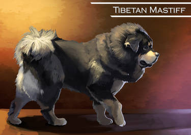 Tibetan Mastiff