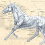 Horse Muscles Anatomy