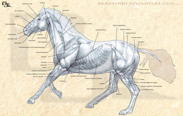 Horse Muscles Anatomy