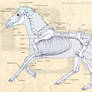 Horse Skeletal Structure
