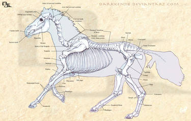 Horse Skeletal Structure