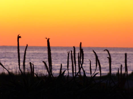 Tarifa