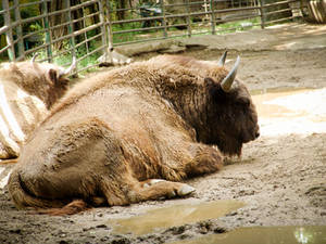 European Bison