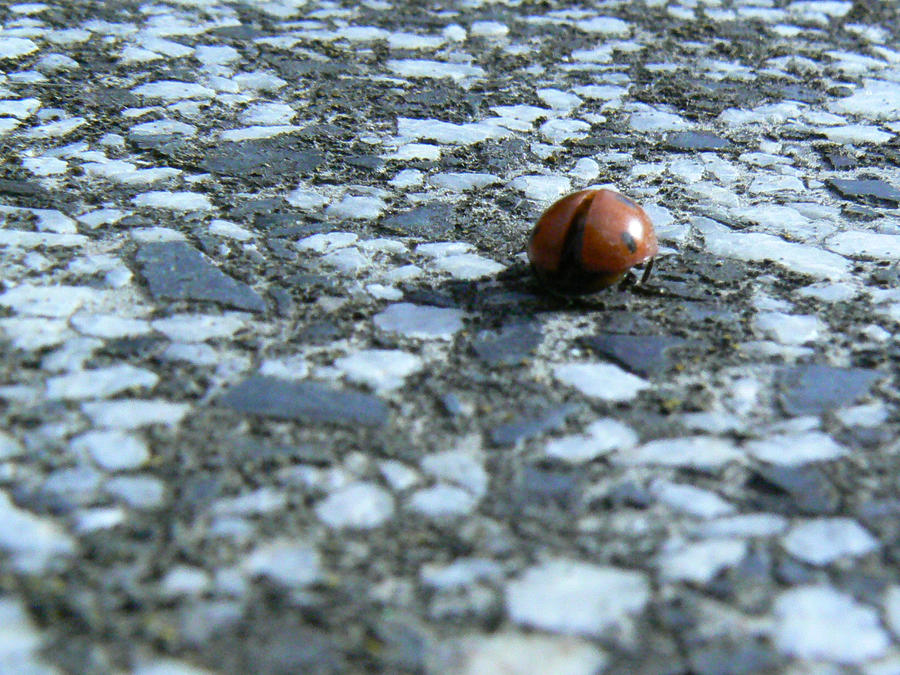 LadyBug II.