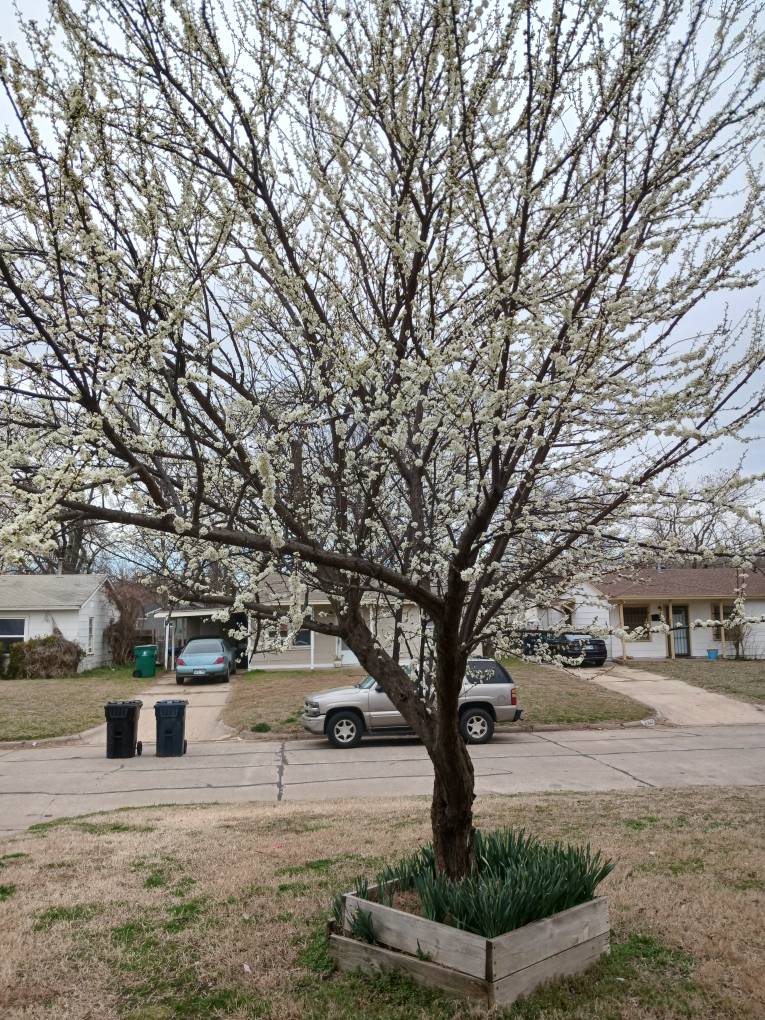 Green Gale Plumb Tree