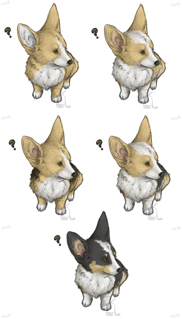 FP IB Dump: Corgi Invasion.