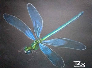 Dragonfly, watercolor pencils