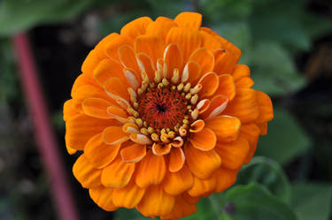 Orange Zinia