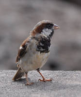 Sparrow Hires