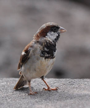 Sparrow Hires