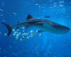 Whale Shark